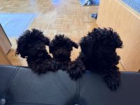 3 süße Toy-Pudel-Rüden suchen ihr Für-immer-Zuhause
