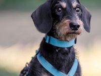 Otto in 92431 Neunburg sucht sein Für-immer-Zuhause