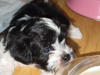 Malteser Terrier mix Welpen  [Hybridhunde )