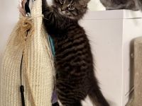 Maine Coon Kitten
