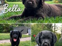 Labrador Mischlingswelpen aus Hobbyzucht suchen liebevolles Zuhause