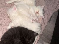 🐾❤️ 4 bezaubernde BKH/BLH Kitten suchen ihr Für-immer-Zuhause ❤️🐾