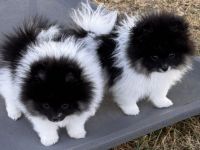 Pomeranien