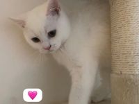 BKH kitten