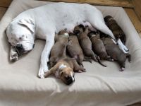 Reinrassige Boxer Welpen