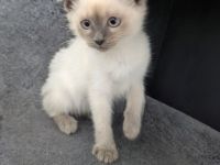 Siam Papa Heilige Birma Mama  Einfach traumhaftes Kitten