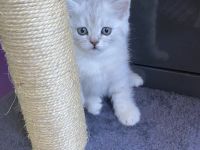 British Kurzhaar – liebevolle Katzen suchen ein neues Zuhause