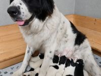 Landseer Welpe