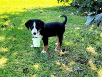 Noch zwei Appenzeller Sennenhund Welpen zu haben