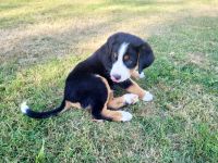 Noch zwei Appenzeller Sennenhund Welpen zu haben