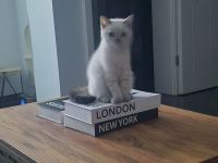 Bkh kitten weiss