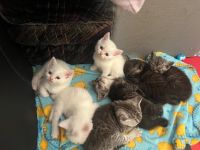 7 Wunderschöne Kitten von unserer Schönen BKH+ BLH Mix
