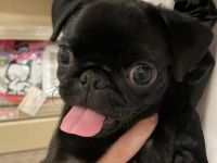 Mops-Welpe Luna