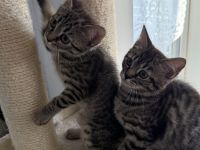 Unsere zwei kleinen Bengal-BKH-Mixe suchen ein liebevolles Zuhause