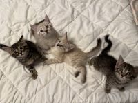 Bengal BKH Kitten 3 Kater & 1 Katze