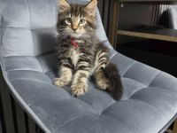 Süße Maine Coon Kitten aus liebevoller Hobbyzucht