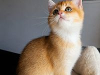 Reinrassige BKH Kitten Golden Chinchilla