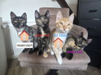 Maine Coon Kitties suchen ein neues Zuhause