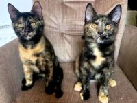 Maine Coon Kitties suchen ein neues Zuhause