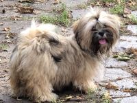 Zauberhafte Lhasa Apso (WT 15.04.26) aus langjähriger VDH-Liebhaberzucht