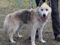 Kuscheliger und freundlicher Husky Mix Pepe sucht Zuhause