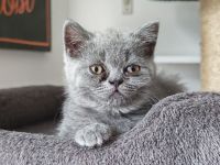 BKH Kitten dürfen ausziehen