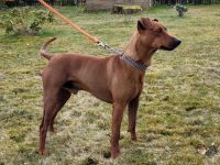 Deutscher Pinscher Deckrüde - Rüde rot Geprüfte Identität