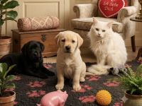 Labrador Welpen
