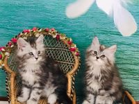 Tolle Maine Coon Mädchen mit Stammbaum aus Worldchampionlinie 😻