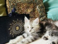 Tolle Maine Coon Mädchen mit Stammbaum aus Worldchampionlinie 😻