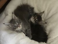 Typvolle süße XXL Maine Coon Kitten aus Worldchampionlinie mit Stammbaum