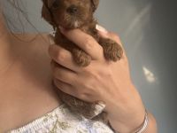 Teddypawsdoghouse