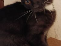 Mix Kitten 4 Monate