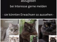 Reinrassige Britisch Langhaar Kitten