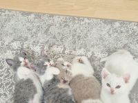 BKH Kitten - 5 liebevolle Britisch Kurzhaar Babys | Reservierung möglich