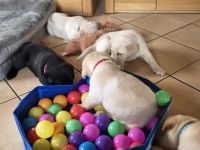 Zauberhafte Labrador-Welpen suchen ihr Herzenszuhause