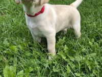 Zauberhafte Labrador-Welpen suchen ihr Herzenszuhause