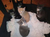 Maine  coon kitten  wunderschöne Färbung