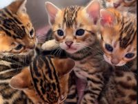 🐾 Wunderschöne Bengal-Kätzchen suchen ein Zuhause 🐾