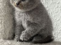 🐾 Wunderschöne BKH Kitten suchen ein liebevolles Zuhause 🐾
