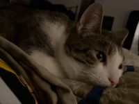 Katze/Kater abzugeben