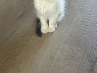 Maine Coon/ Sibirische Waldkatze