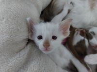 OLH, Javanese und Balinesen Kitten