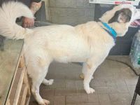 Naira sucht ein neues Zuhause
