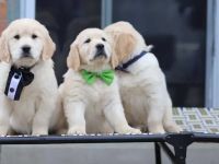 Golden-Retriever-Welpen