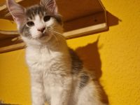 Verschmuster maine coon kater darf ausziehen