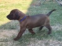 Welpen aus jagdlicher Zucht abzugeben in Jägerhände  -  Bayer. Gebirgsschweißhund