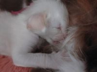 Of purring tribbles