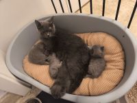 BKH Kitten