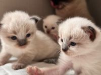 Siam kitten